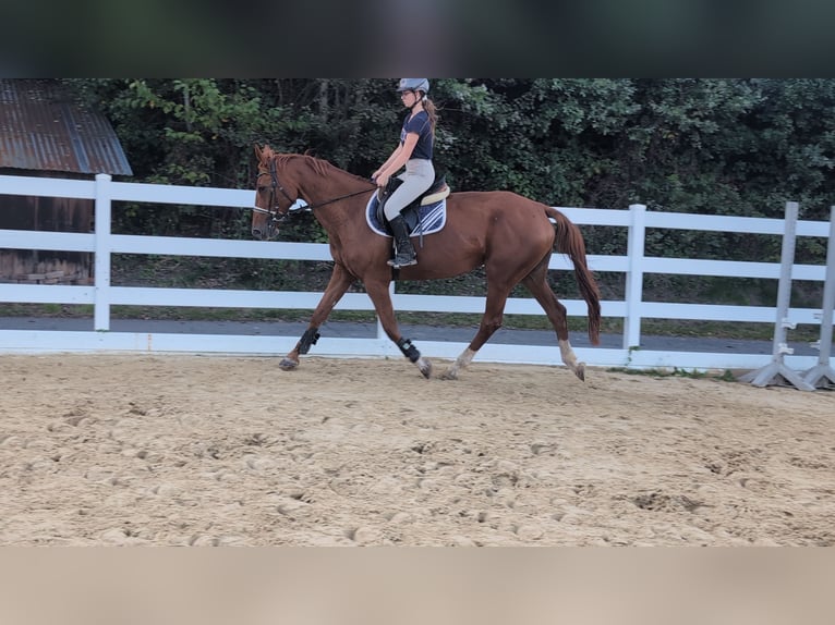 Belgian Sport Horse Mare 13 years 17 hh Chestnut-Red in Morsbach