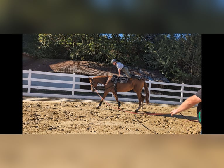 Belgian Sport Horse Mare 13 years 17 hh Chestnut-Red in Morsbach