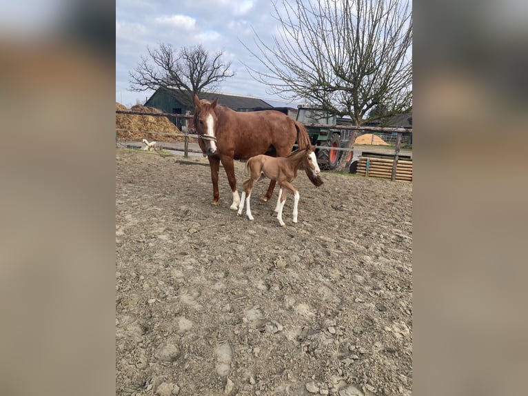 Belgian Sport Horse Mare 13 years Chestnut-Red in Uetersen
