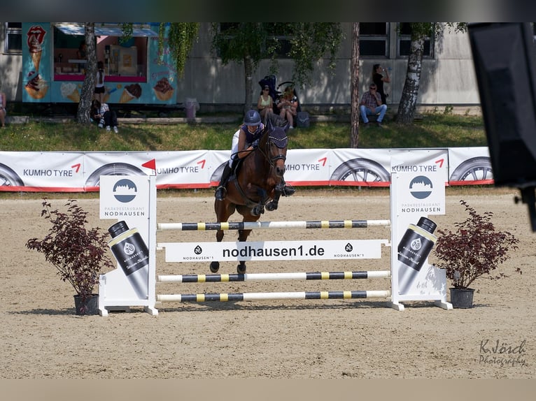 Belgian Sport Horse Mare 14 years 16.1 hh Brown in Montabaur