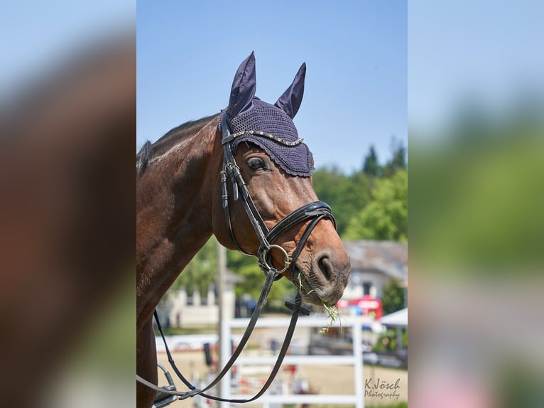 Belgian Sport Horse Mare 14 years 16.1 hh Brown in Montabaur