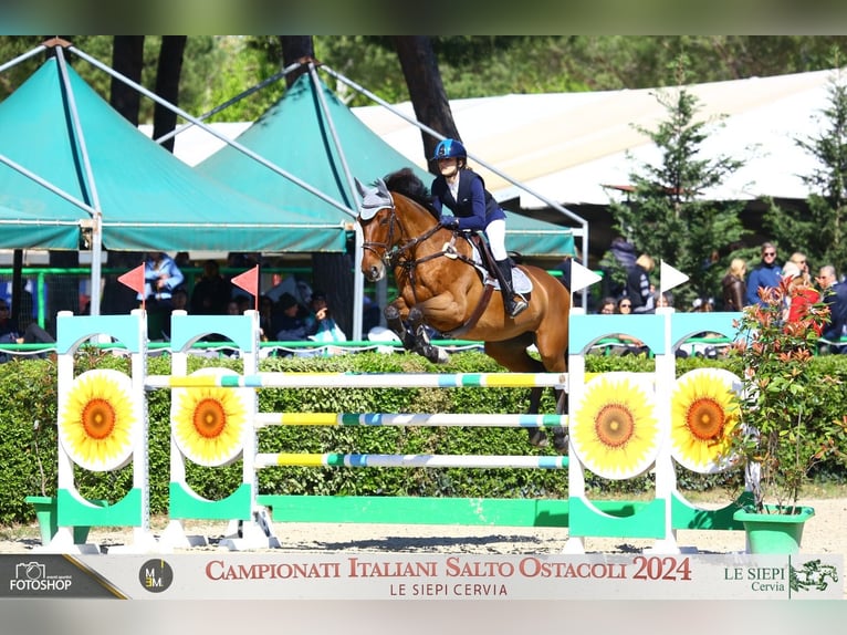 Belgian Sport Horse Mare 14 years 16,1 hh Brown in Roma