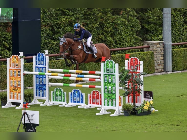 Belgian Sport Horse Mare 14 years 16,1 hh Brown in Roma