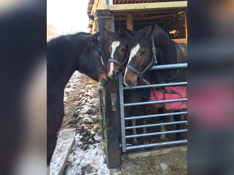 Belgian Sport Horse Mare 14 years Brown in Zolder