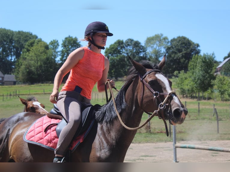 Belgian Sport Horse Mare 14 years Brown in Zolder