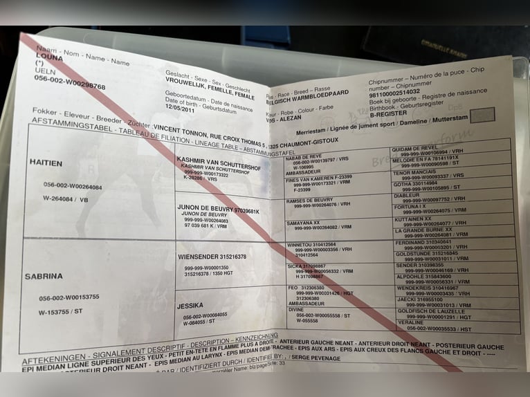 Belgian Sport Horse Mix Mare 14 years Chestnut-Red in Fretin