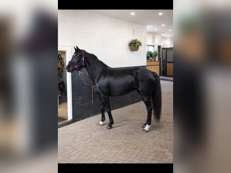 Belgian Sport Horse Mare 15 years 15,2 hh Black in Vienenburg