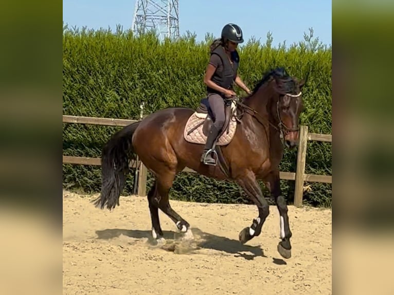 Belgian Sport Horse Mare 15 years 16,3 hh Bay-Dark in Birnem