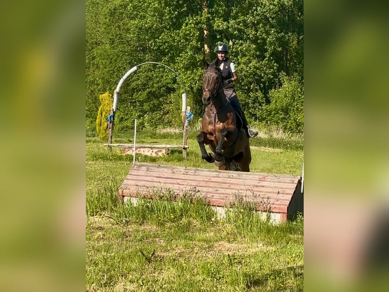 Belgian Sport Horse Mare 15 years 16,3 hh Bay-Dark in Birnem