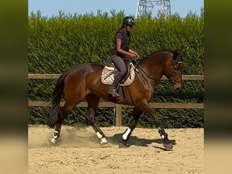 Belgian Sport Horse Mare 15 years 16,3 hh Bay-Dark in Birnem