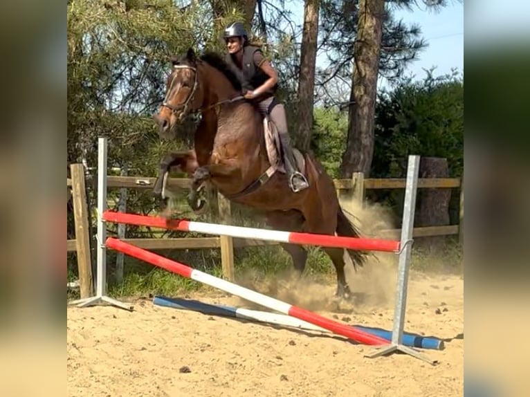 Belgian Sport Horse Mare 15 years 16,3 hh Bay-Dark in Birnem