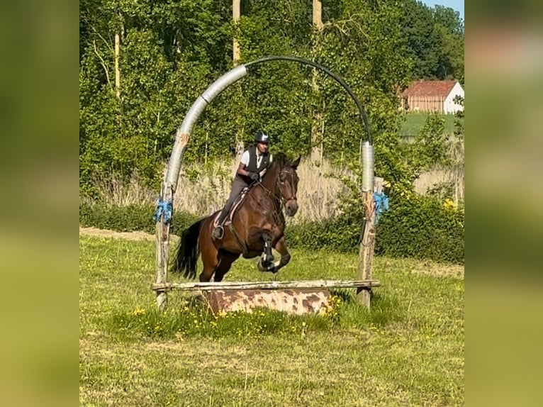 Belgian Sport Horse Mare 15 years 16,3 hh Bay-Dark in Birnem