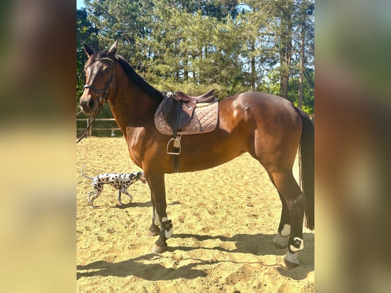 Belgian Sport Horse Mare 15 years 16,3 hh Bay-Dark in Birnem