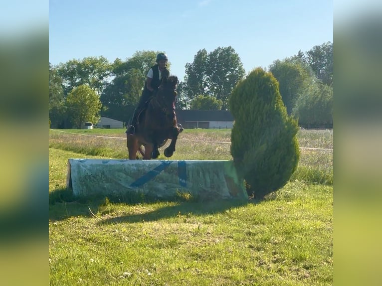 Belgian Sport Horse Mare 15 years 16,3 hh Bay-Dark in Birnem