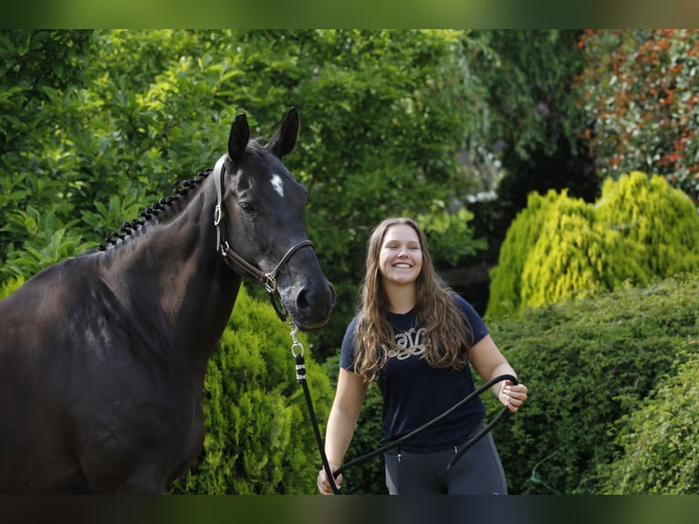 Belgian Sport Horse Mare 15 years 17 hh Smoky-Black in Koblen