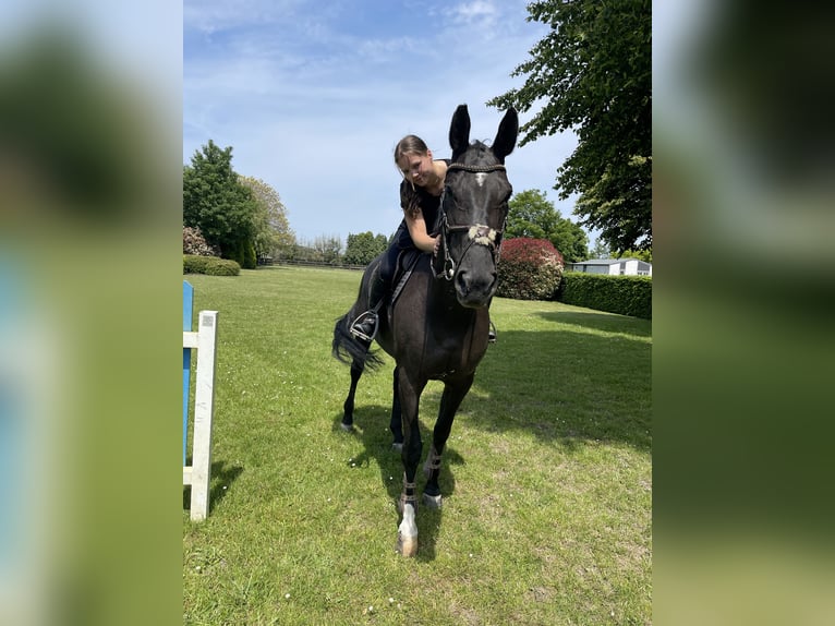 Belgian Sport Horse Mare 15 years 17 hh Smoky-Black in Koblen