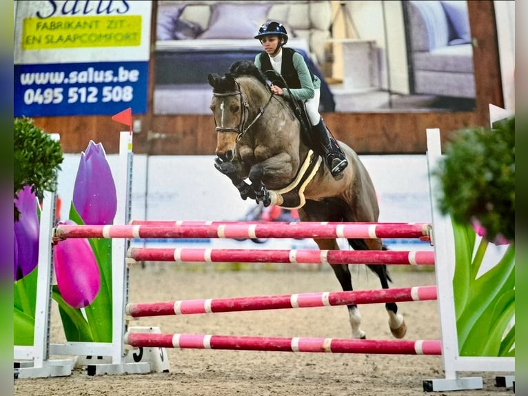 Belgian Sport Horse Mare 16 years 15,3 hh Brown in Pittem