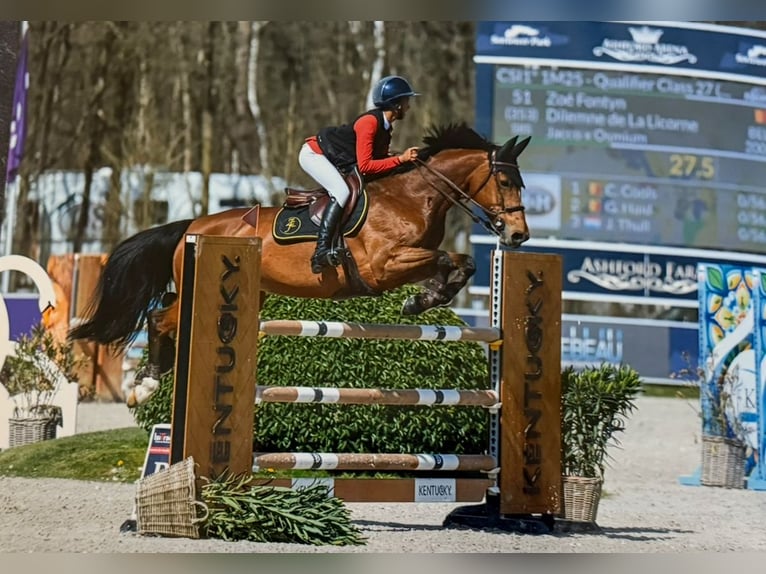 Belgian Sport Horse Mare 16 years 15,3 hh Brown in Pittem