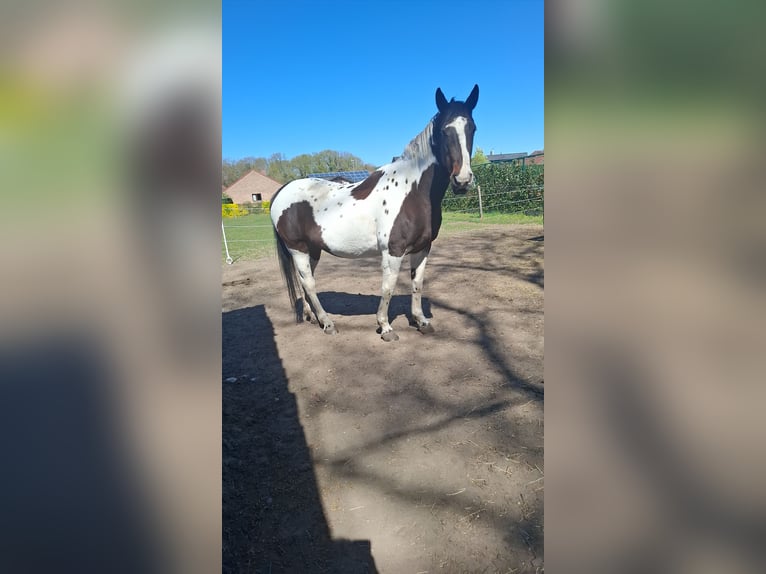 Belgian Sport Horse Mare 16 years 16,2 hh Tobiano-all-colors in Zolder
