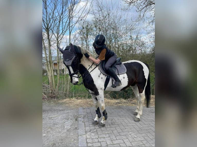 Belgian Sport Horse Mare 16 years 16,2 hh Tobiano-all-colors in Zolder