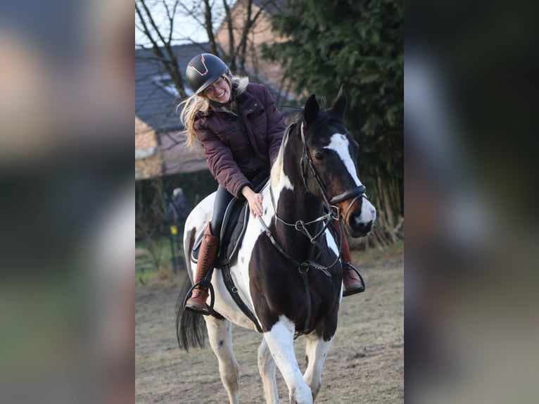 Belgian Sport Horse Mare 16 years 16,2 hh Tobiano-all-colors in Zolder