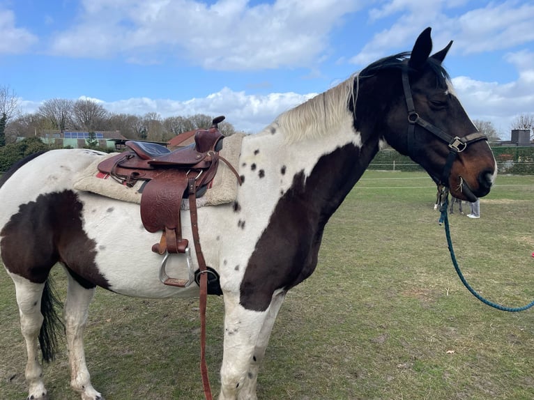 Belgian Sport Horse Mare 16 years 16,2 hh Tobiano-all-colors in Zolder