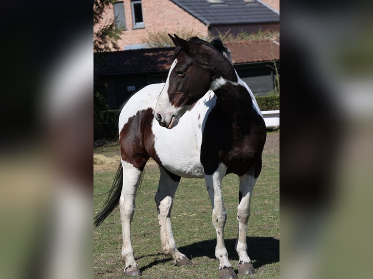 Belgian Sport Horse Mare 16 years 16,2 hh Tobiano-all-colors in Zolder