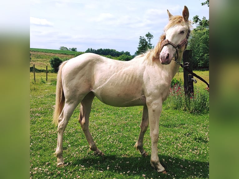 Belgian Sport Horse Mare 1 year 15,2 hh Champagne in Bruxelles