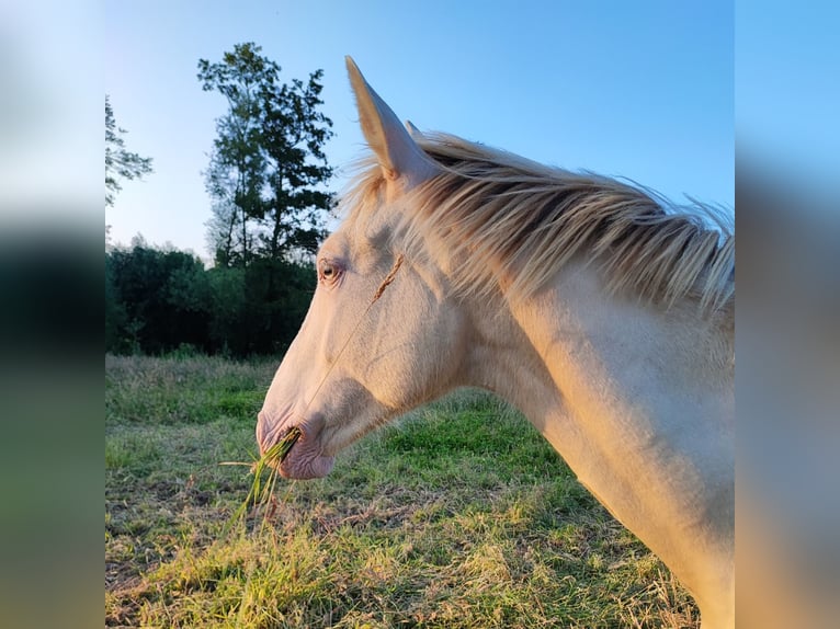 Belgian Sport Horse Mare 1 year 15,2 hh Champagne in Bruxelles