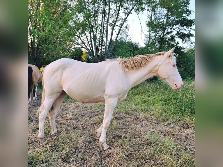 Belgian Sport Horse Mare 1 year 15,2 hh Champagne in Bruxelles