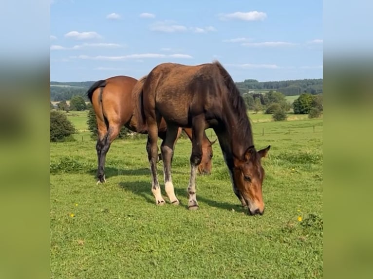 Belgian Sport Horse Mare 1 year 16,3 hh Smoky-Black in Nassogne