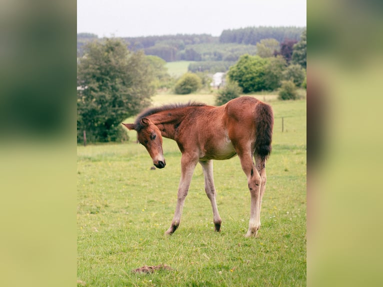 Belgian Sport Horse Mare 1 year 16,3 hh Smoky-Black in Nassogne