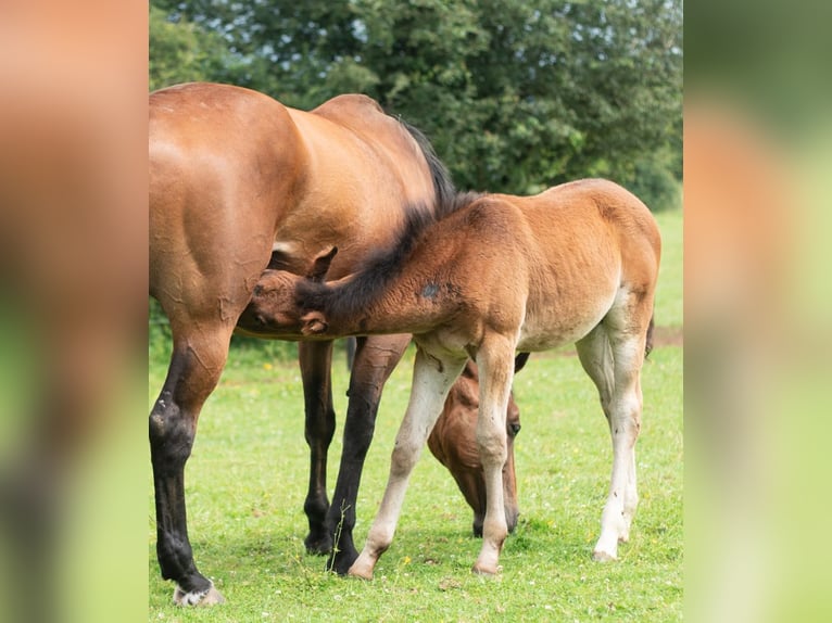 Belgian Sport Horse Mare 1 year 16,3 hh Smoky-Black in Nassogne