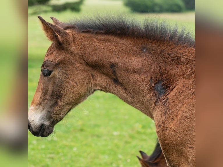 Belgian Sport Horse Mare 1 year 16,3 hh Smoky-Black in Nassogne