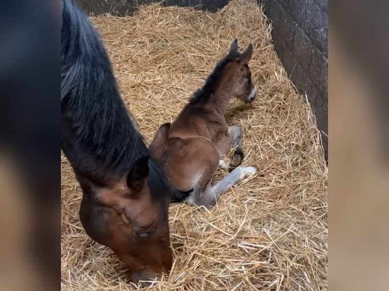 Belgian Sport Horse Mare 1 year 16,3 hh Smoky-Black in Nassogne