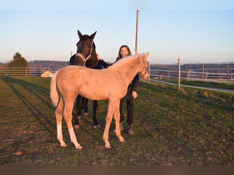Belgian Sport Horse Mare 1 year 16,1 hh Palomino in Weiskirchen