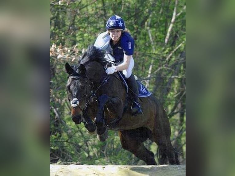 Belgian Sport Horse Mare 1 year 16,1 hh Palomino in Weiskirchen