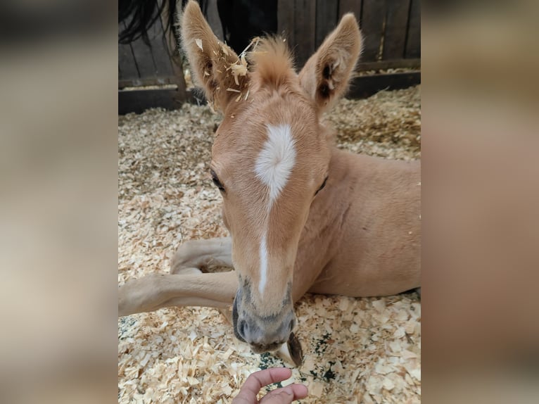 Belgian Sport Horse Mare 1 year 16,1 hh Palomino in Weiskirchen