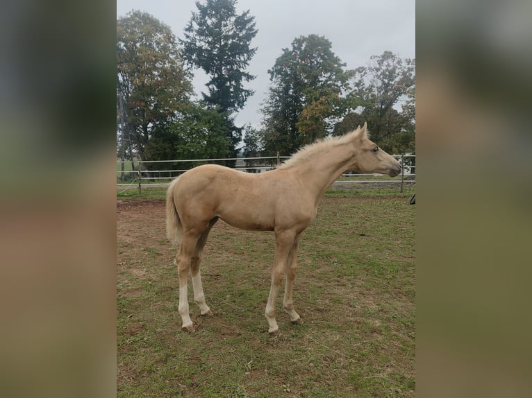 Belgian Sport Horse Mare 1 year 16,1 hh Palomino in Weiskirchen