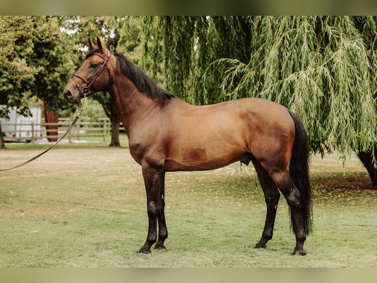 Belgian Sport Horse Mare 1 year Bay-Dark in garby