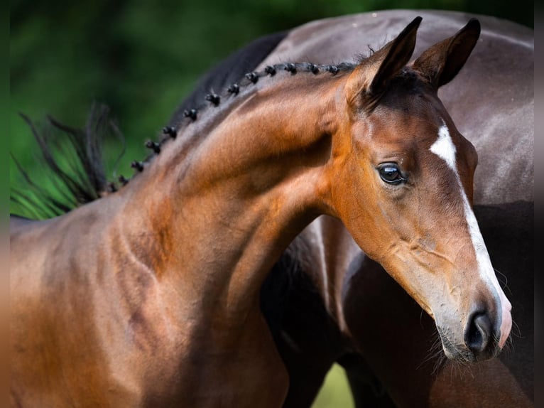 Belgian Sport Horse Mare 1 year Bay-Dark in garby