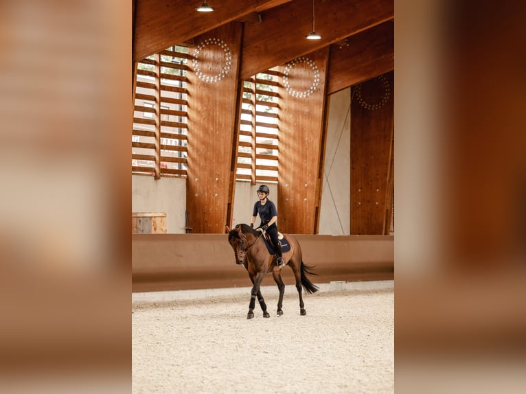 Belgian Sport Horse Mare 1 year Bay-Dark in garby