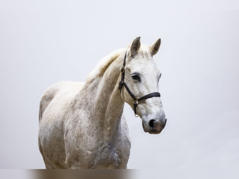 Belgian Sport Horse Mare 23 years 16 hh  in Waddinxveen