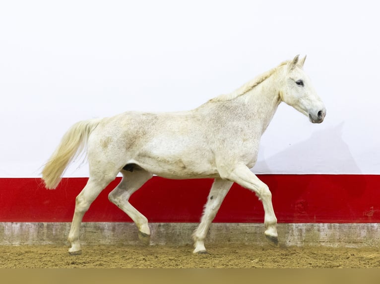 Belgian Sport Horse Mare 23 years 16 hh  in Waddinxveen