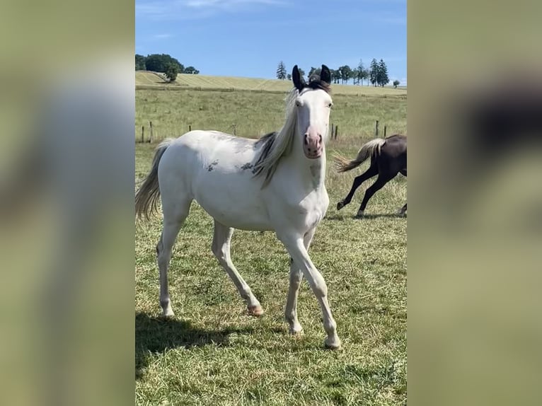 Belgian Sport Horse Mix Mare 2 years 15.1 hh Overo-all-colors in Bastogne