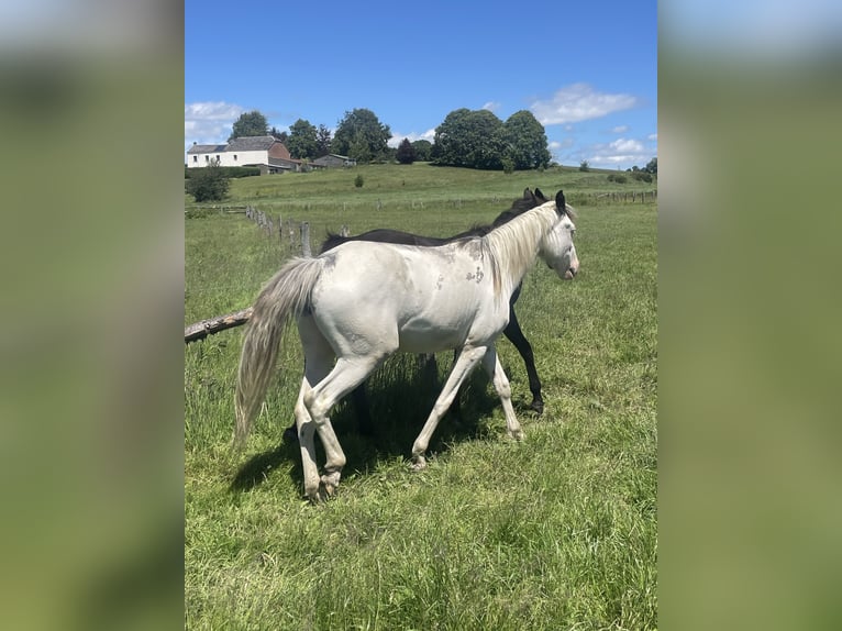Belgian Sport Horse Mix Mare 2 years 15.1 hh Overo-all-colors in Bastogne