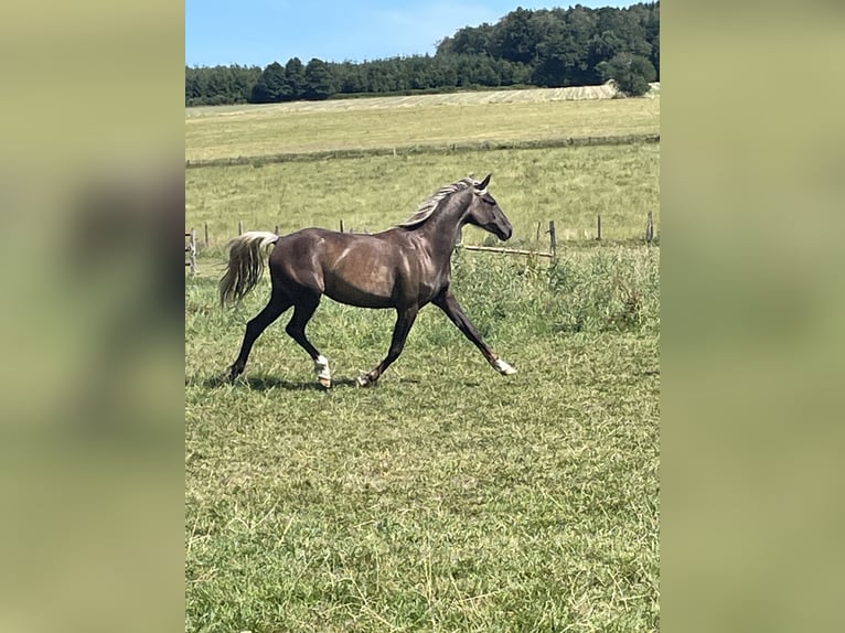 Belgian Sport Horse Mix Mare 2 years 15.2 hh  in Bastogne