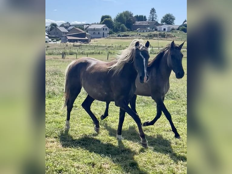 Belgian Sport Horse Mix Mare 2 years 15.2 hh  in Bastogne