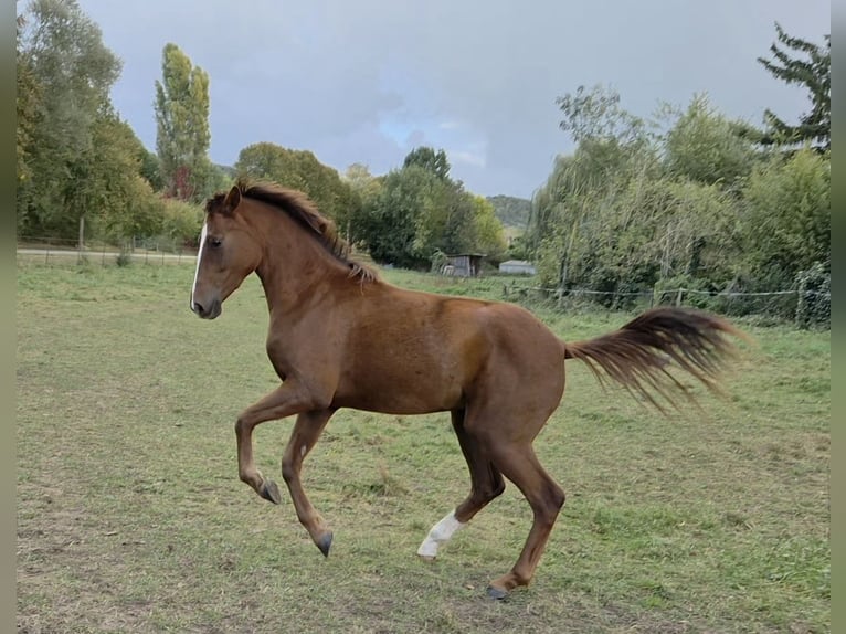 Belgian Sport Horse Mare 2 years 16.1 hh Chestnut in Louviers