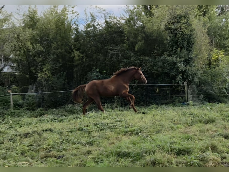 Belgian Sport Horse Mare 2 years 16.1 hh Chestnut in Louviers